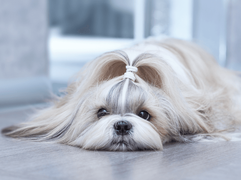 Shih Tzu