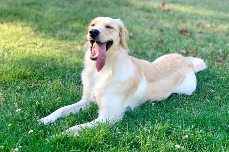 Terrible Watchdogs With No Protective Instinct