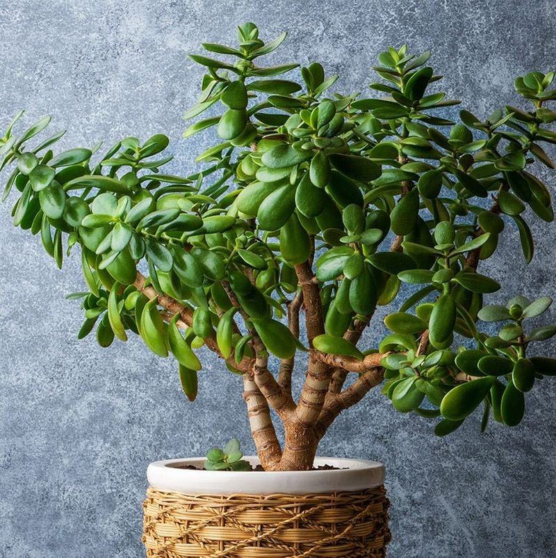 Jade Plant: Succulent Danger in Disguise