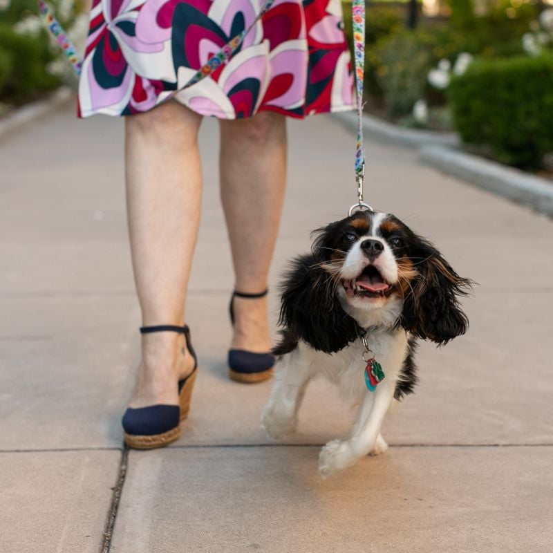 Cavalier King Charles Spaniel: The Heartbeat-Syncing Comforter