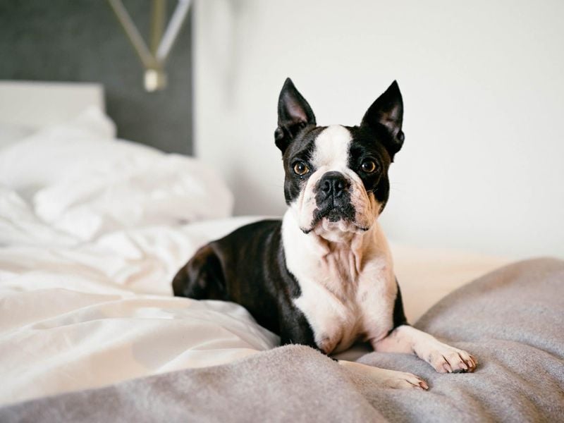 Boston Terrier: The Tuxedo-Wearing Gentleman