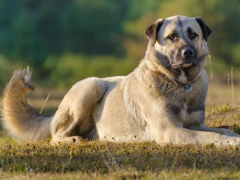The Livestock Sentinel: Anatolian Shepherd
