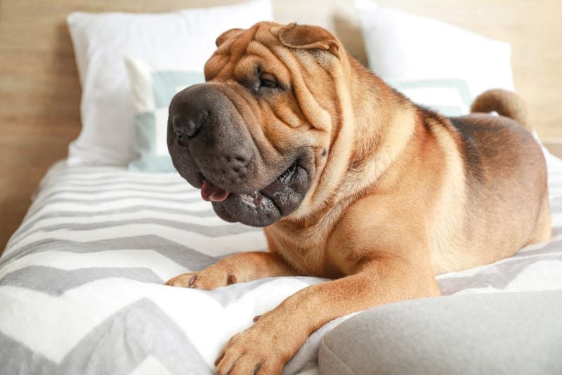 Shar Pei: Wrinkled but Reserved