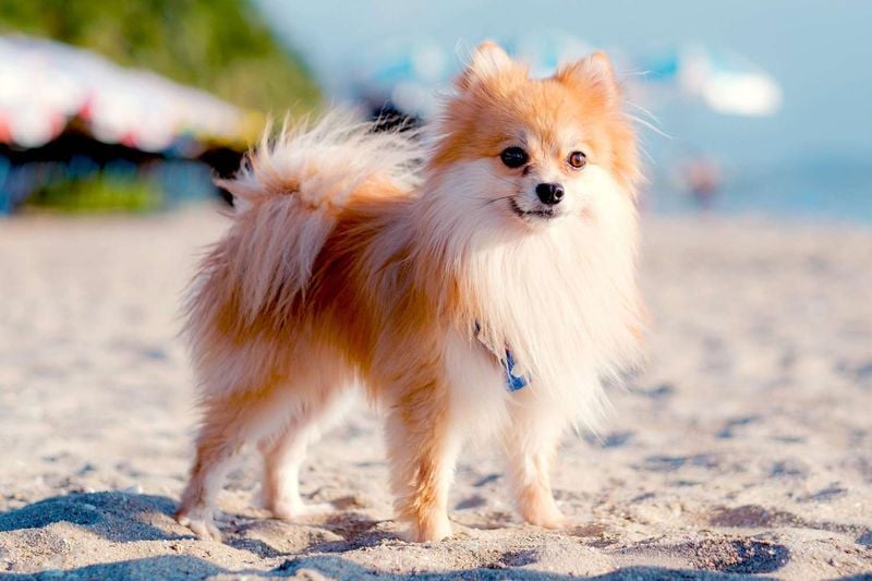 Pomeranian: Tiny Balls of Fluff