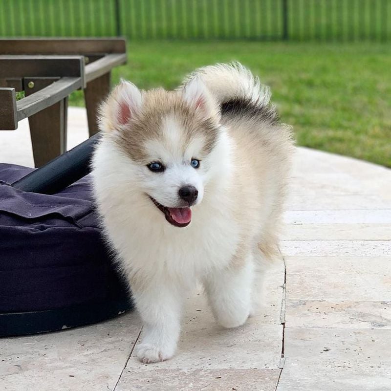 Pomsky: Wolf-Like Charm in a Manageable Package