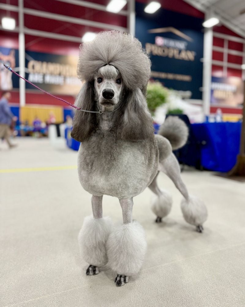 Poodle (Standard or Miniature)