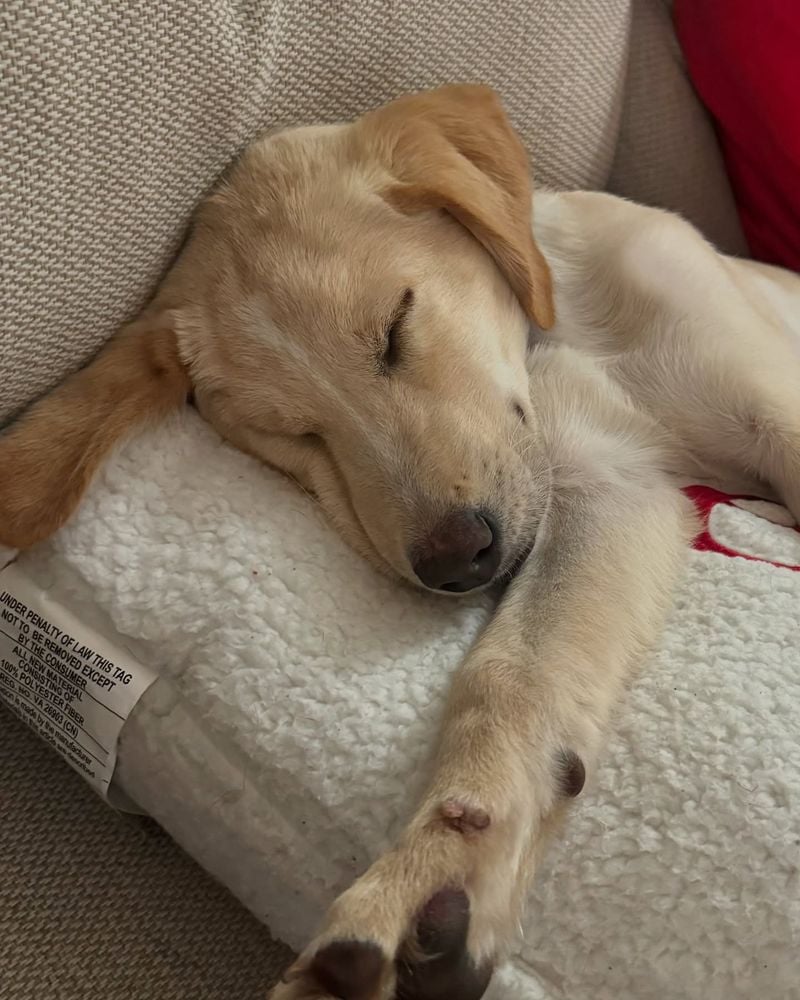 Labrador Retriever