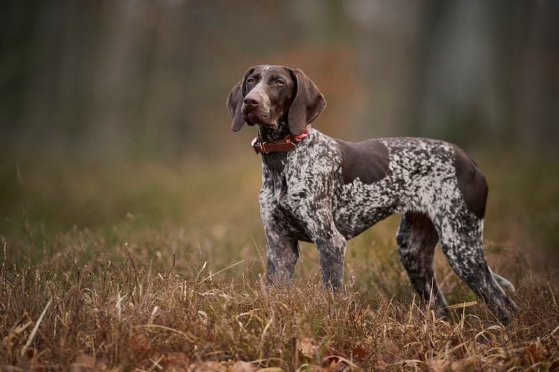 German Shorthaired Pointer: The All-Terrain Scent Tracker