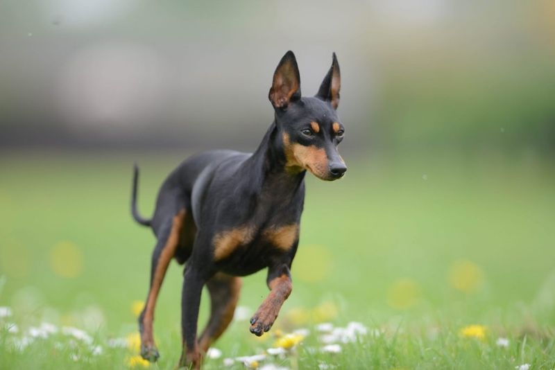 English Toy Terrier: Sleek Miniature Athlete