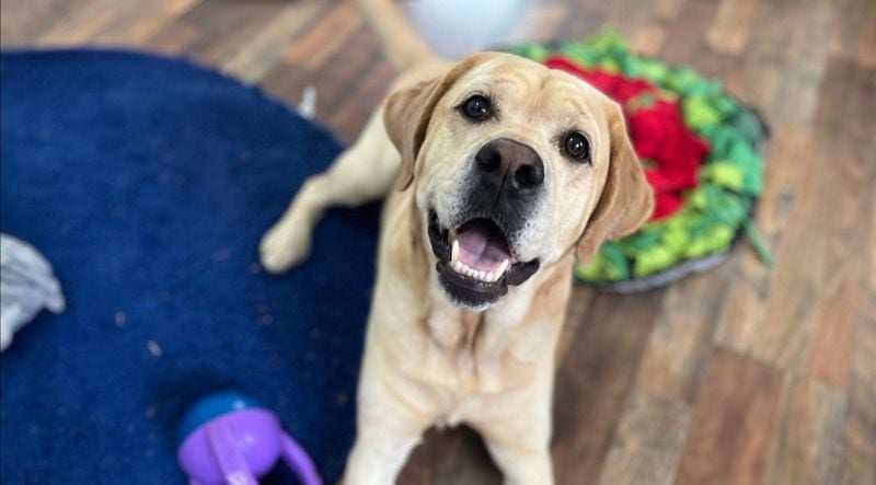 They choose you over their favorite toy