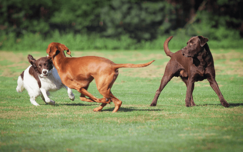 Keep Socialization Positive and Gradual