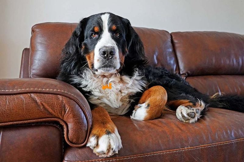 Bernese Mountain Dog