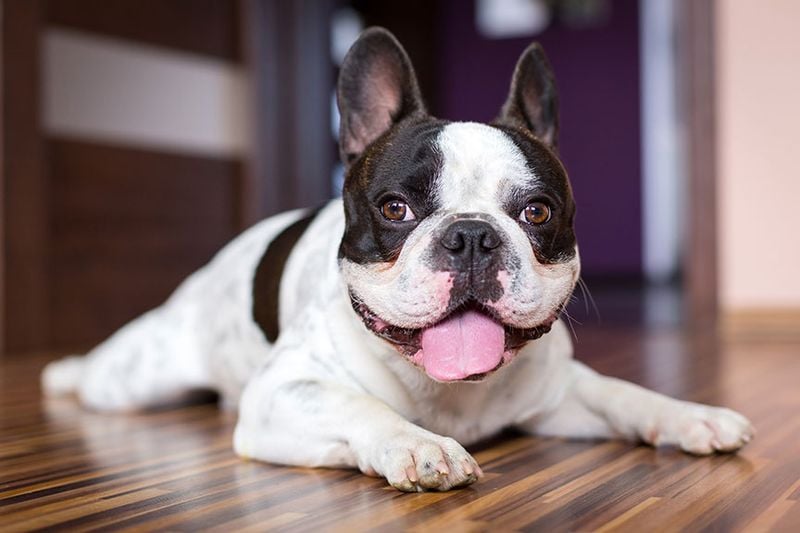 French Bulldog's Reproductive Impossibility