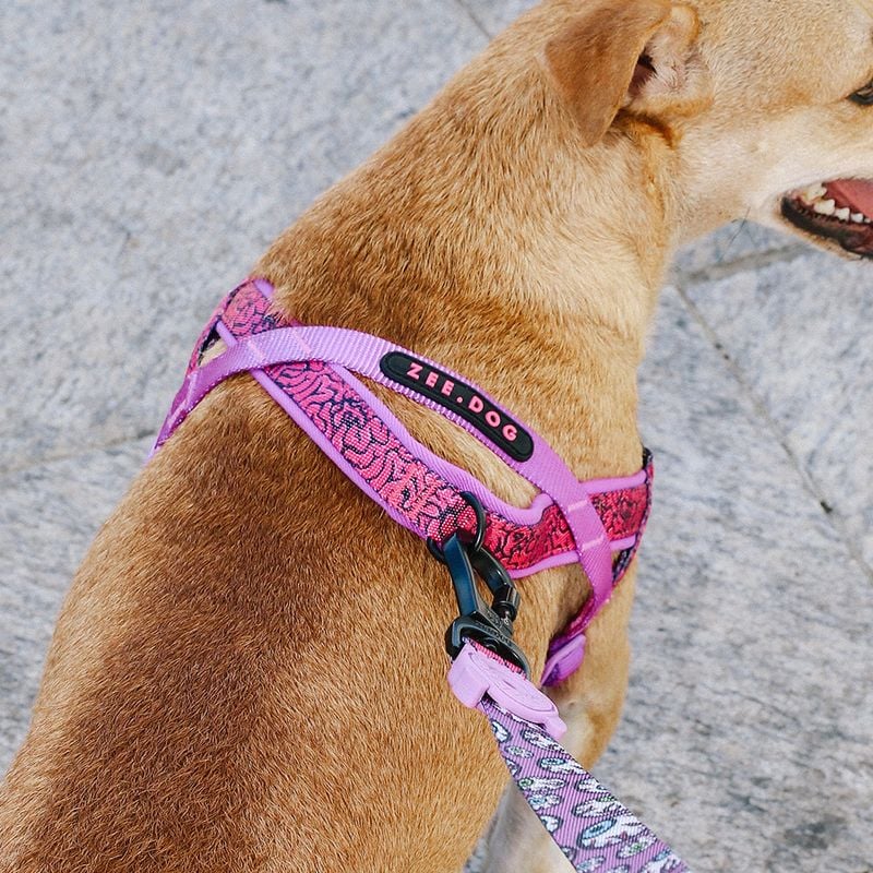 Not Ideal for Off-Leash ID Tags