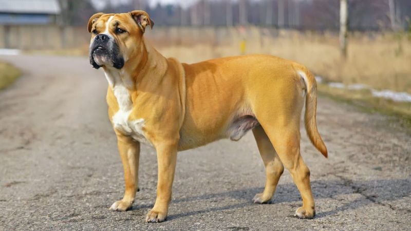 Ca de Bou: The Mallorquin Bulldog