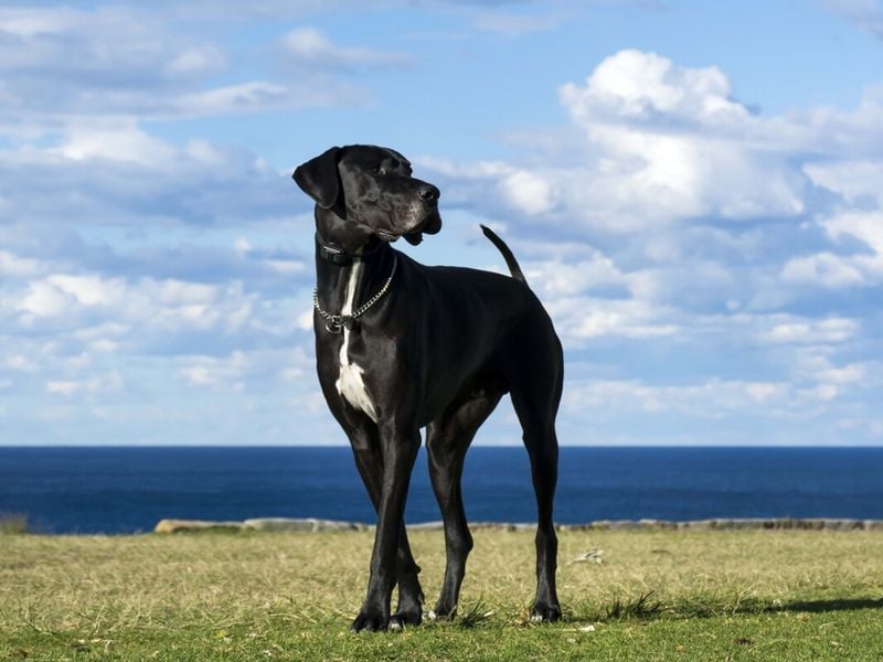 Great Dane