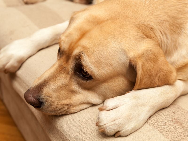 Persistent Lethargy