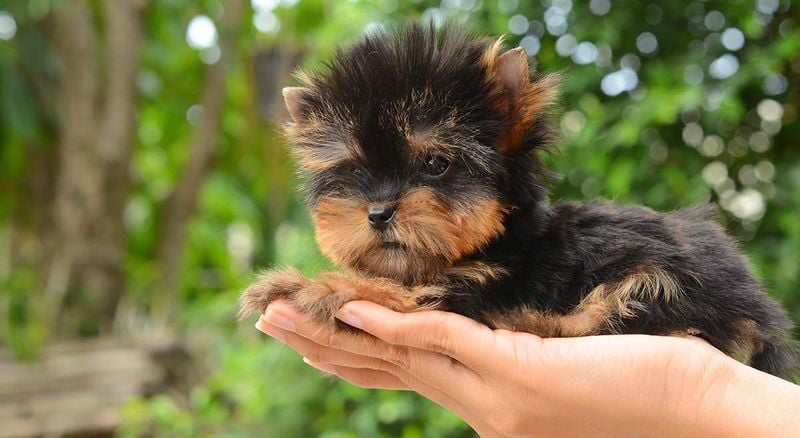 Yorkshire Terrier (Teacup variety): Purse-Sized Glamour