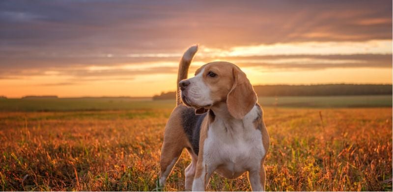 Beagle