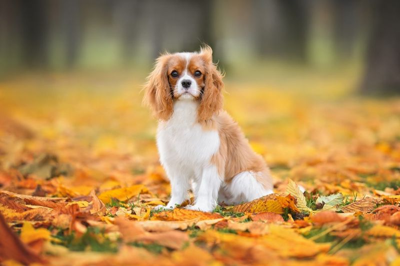 Cavalier King Charles Spaniel