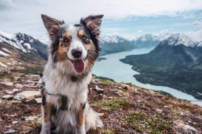 Australian Shepherd: Your Backcountry Buddy