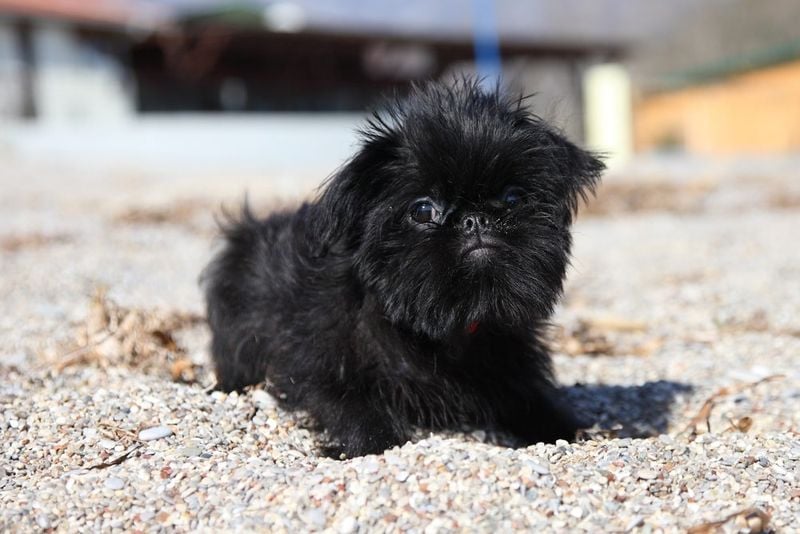 Teacup Brussels Griffon: Pint-Sized Personality Powerhouse