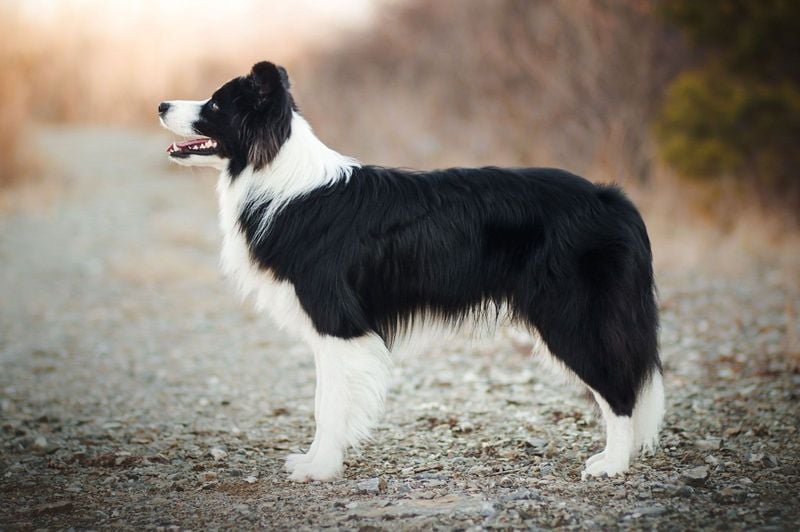 Collie