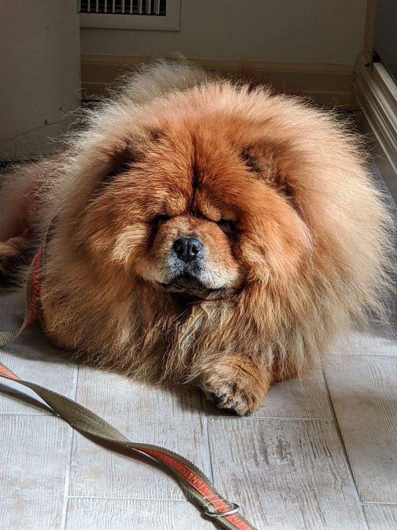Chow Chow