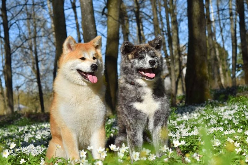 Akita