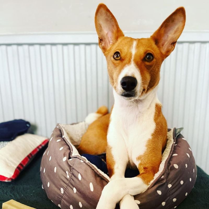 Basenji: The Anti-Cuddler