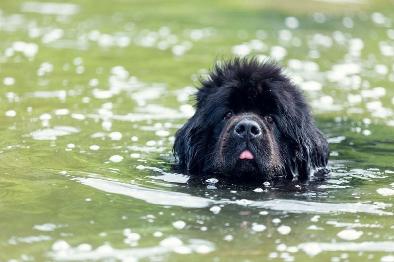 Newfoundland: The Gentle Aquatic Giant