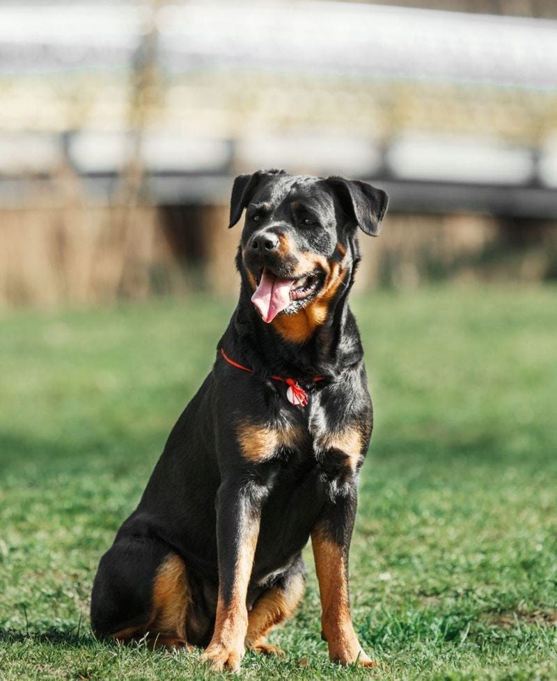 Rottweiler