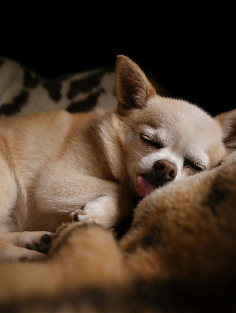 Pocket-Sized Chihuahua