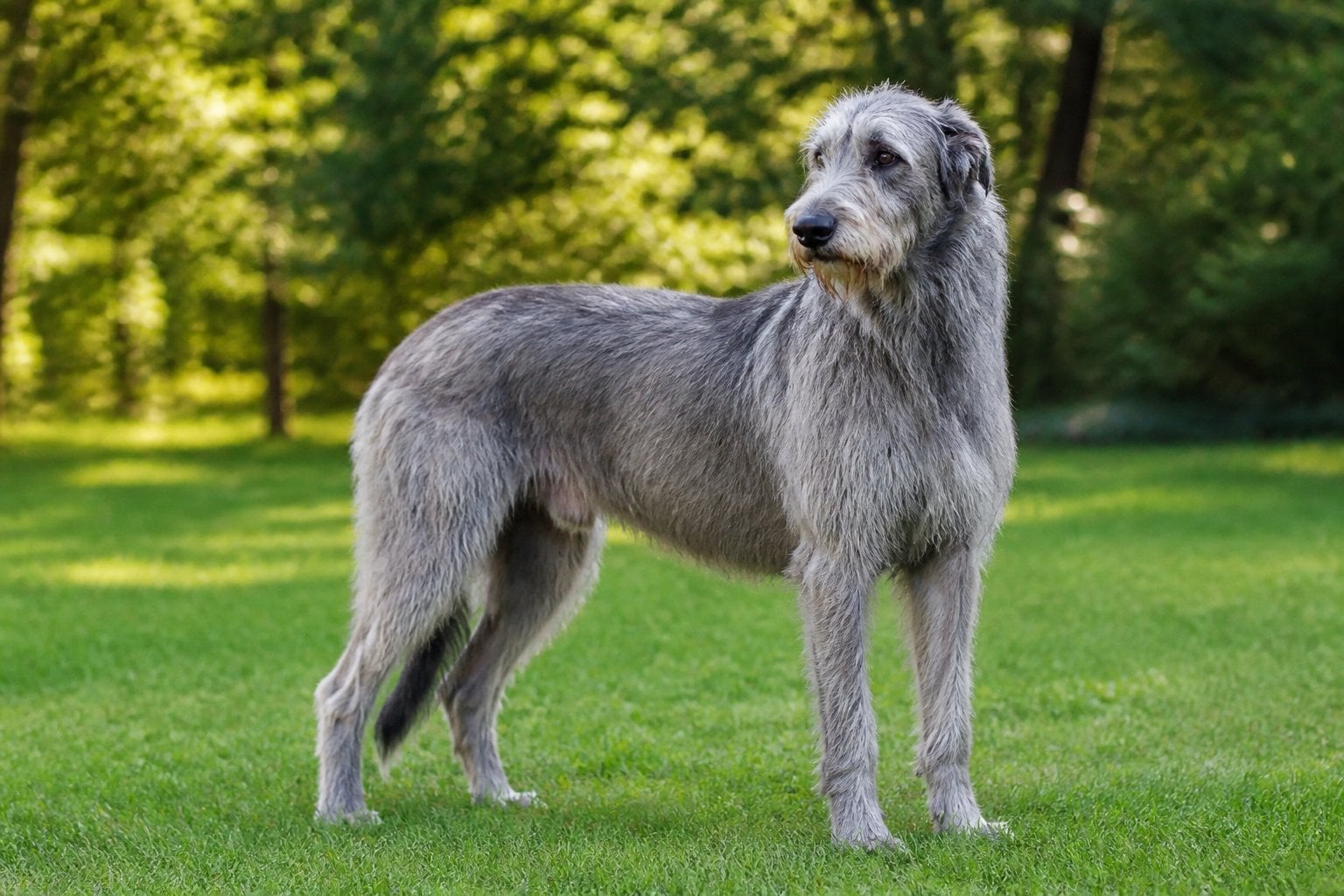 An Irish Wolfhound standing in a green park with trees in the background.