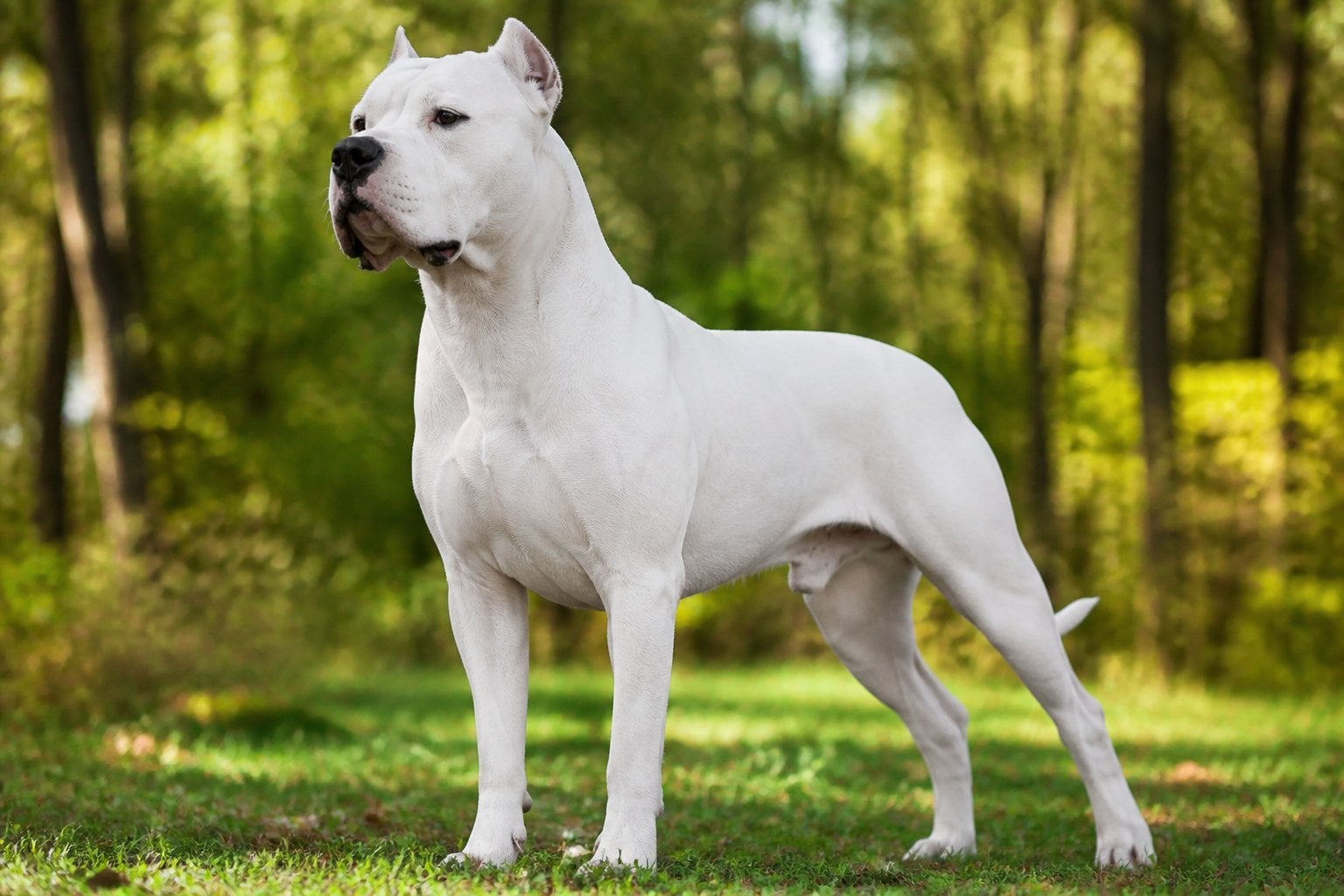 A white Dogo Argentino dog standing outdoors on grass with trees in the background.
