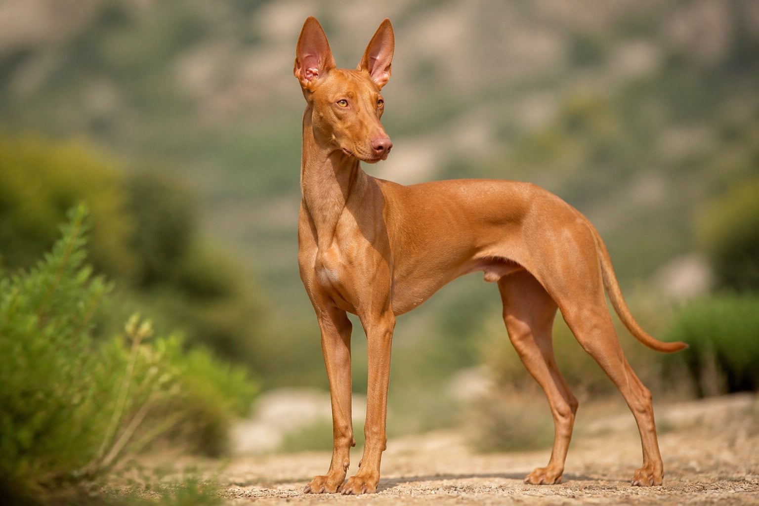 A Pharaoh Hound standing outdoors with a reddish coat and large pointed ears, looking attentively into the distance.