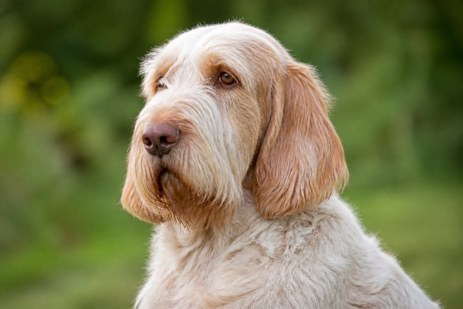 A Spinone Italiano dog sitting outdoors with a gentle expression and a wiry coat, surrounded by green foliage.