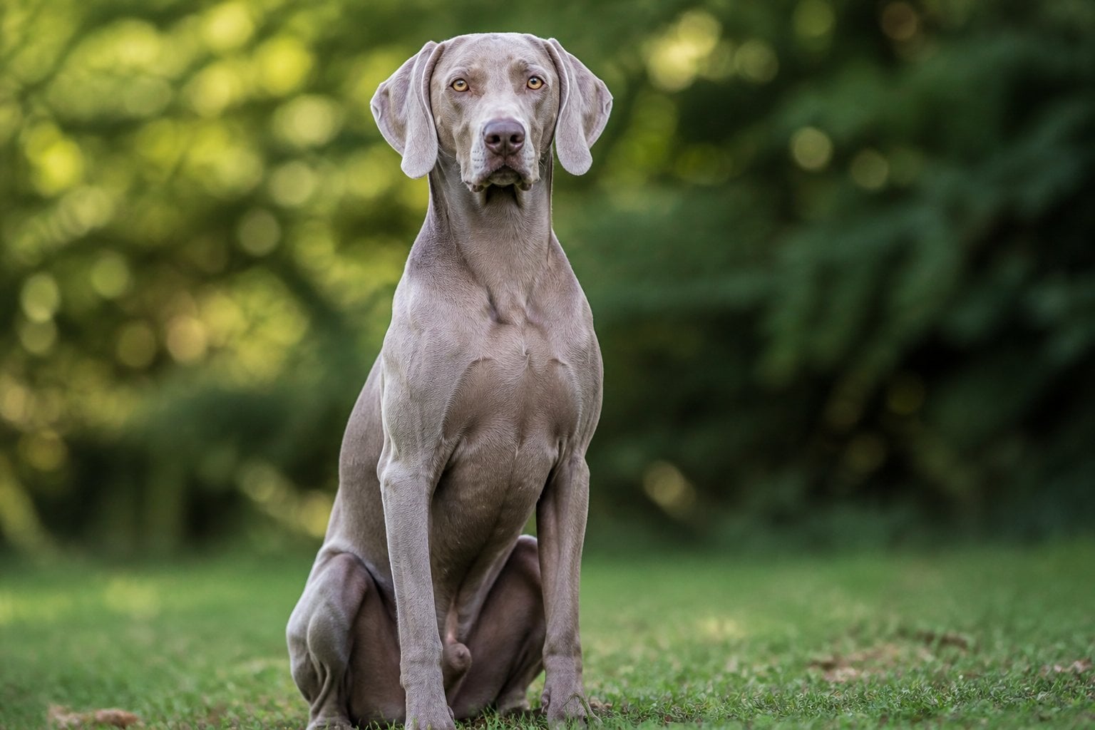 A Weimaraner dog sitting outdoors with a blurred green background, looking alert and calm.