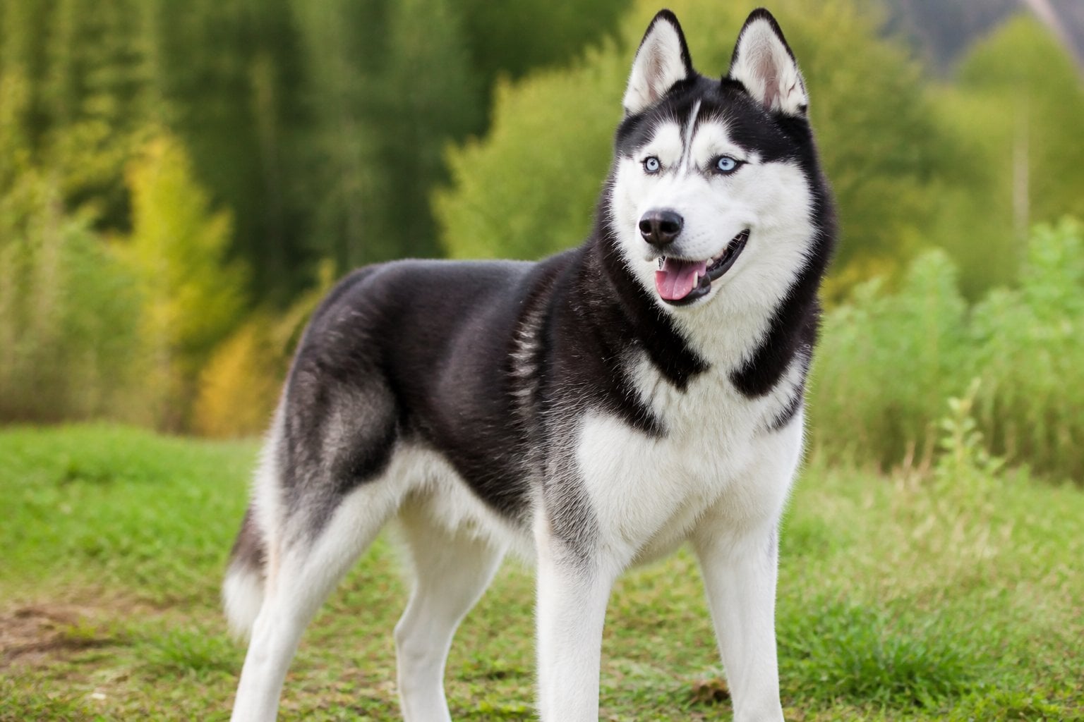 A Siberian Husky standing outdoors with black and white fur and blue eyes, looking alert in a natural green setting.