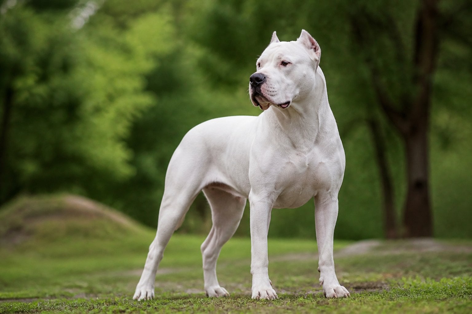 A white Dogo Argentino dog standing alert outdoors in a green natural setting.