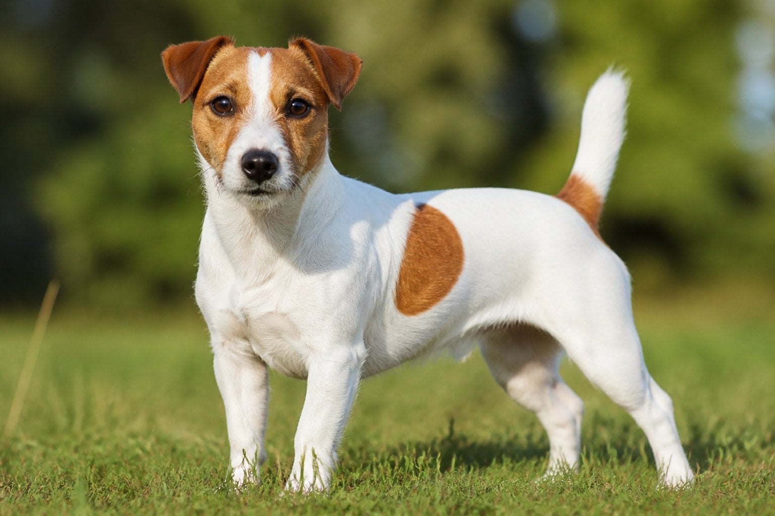 A Jack Russell Terrier standing on grass looking alert with a natural background.