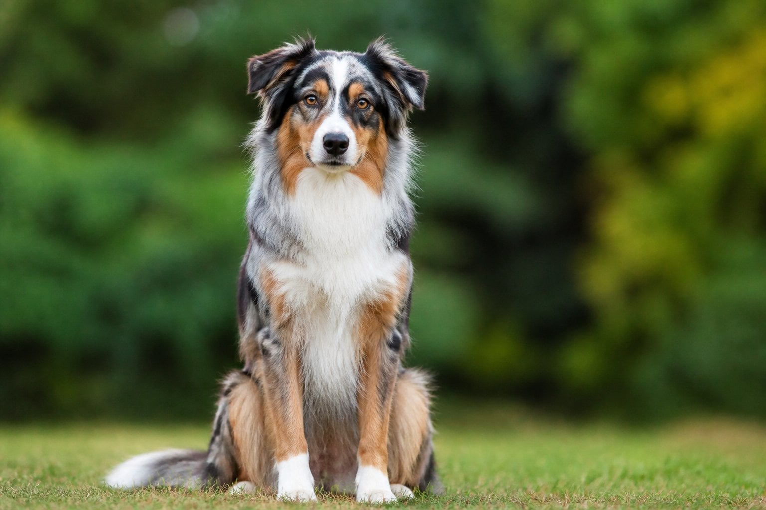 An Australian Shepherd dog sitting attentively outdoors with a blurred green background.