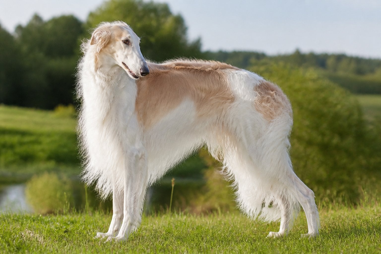 A Borzoi dog standing outdoors in a sunlit meadow with greenery in the background.