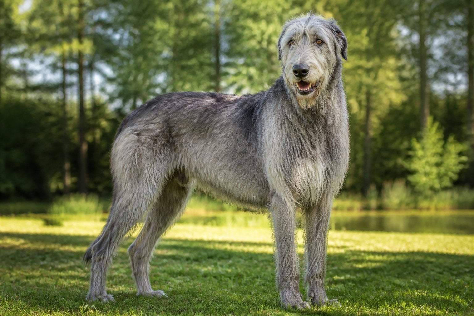 A large Irish Wolfhound standing calmly outdoors in a green park with a blurred background.