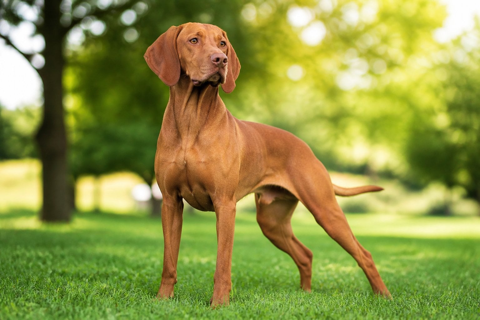 A reddish-brown Vizsla dog standing on green grass in a sunny park with trees in the background.