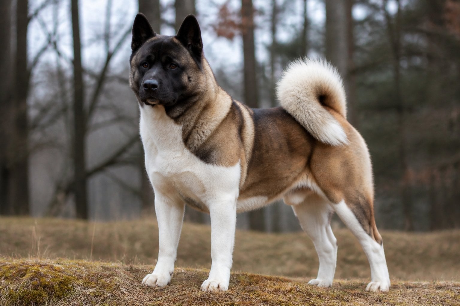 An alert Akita Inu standing outdoors with its curled tail and thick coat visible.