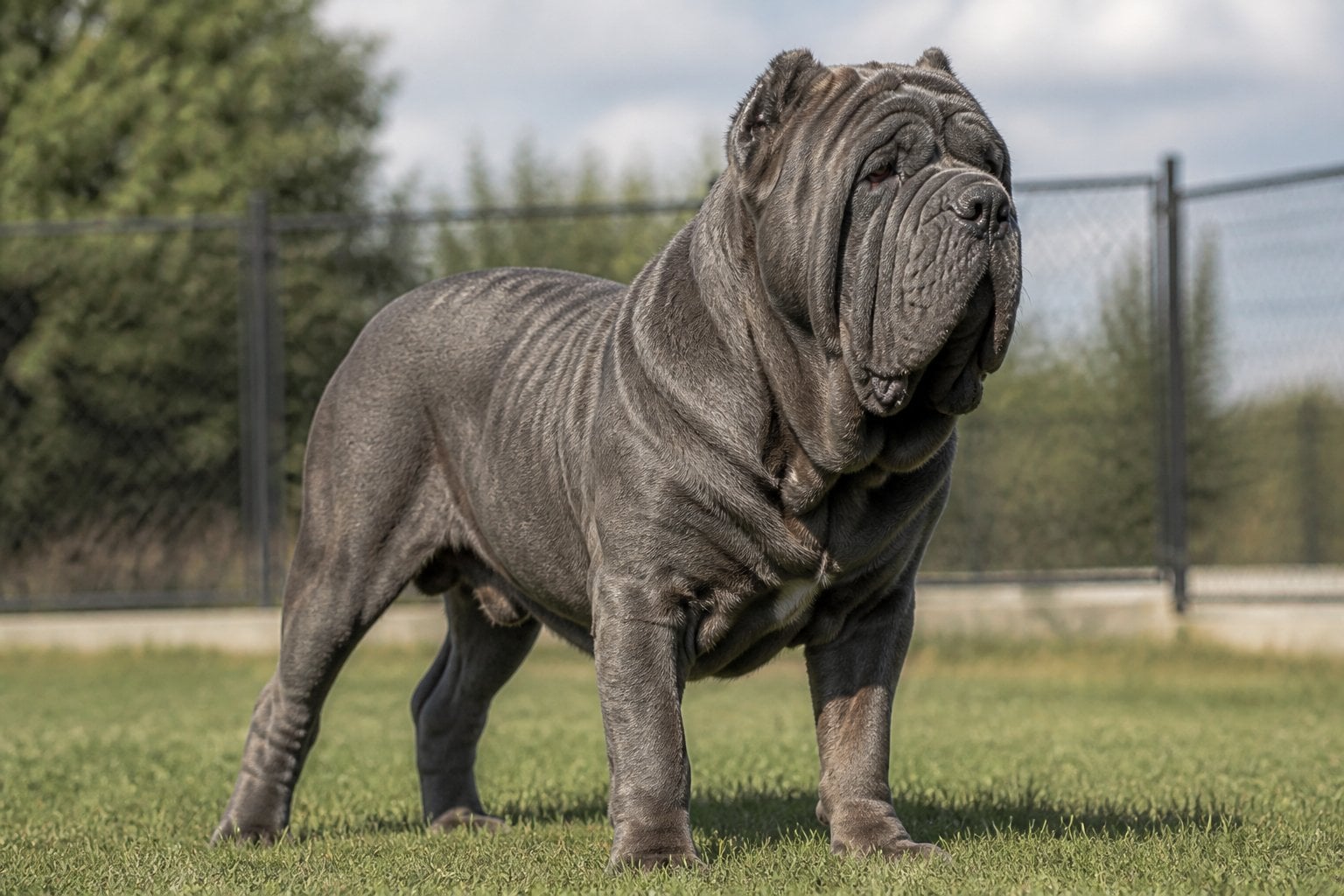 A large wrinkled Neapolitan Mastiff stands alert in an enclosed outdoor area.